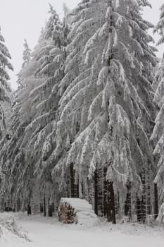 Thuringian forest