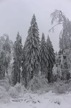 Thuringian forest
