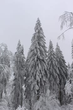 Thuringian forest