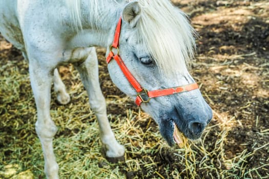 Horse image. Shooting Location: Yokohama-city kanagawa prefecture