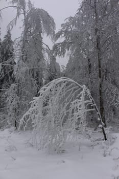 Thuringian forest