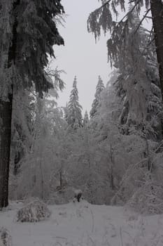 Thuringian forest