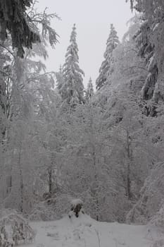 Thuringian forest