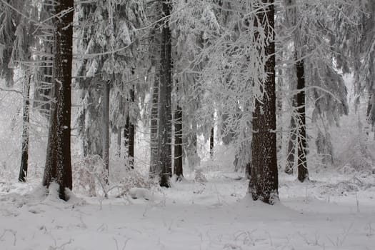 Thuringian forest