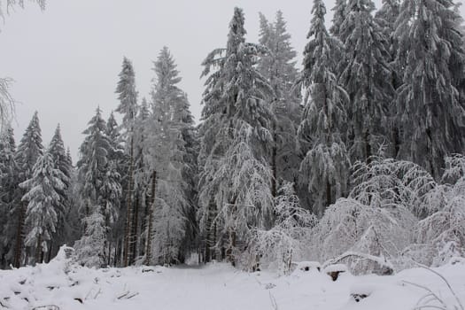 winter forest