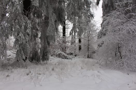 winter forest