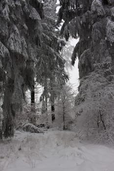 winter forest