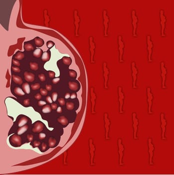 Ovaries of a pregnant woman's abdomen