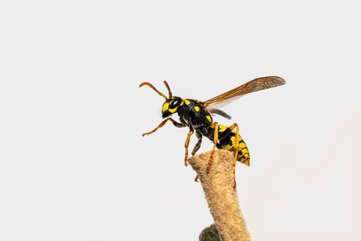 Field wasp shortly before take-off on a leaf stem against a light background