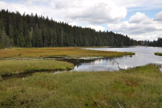 Cutout of the Großer Arbersee with quagmire in the Bavarian Forest