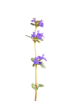 Bloom of Glechoma hederacea isolated