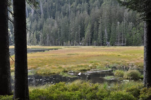 Cutout of the Großer Arbersee with quagmire in the Bavarian Forest