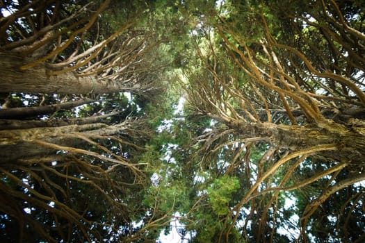 Looking up to the trees in a forest