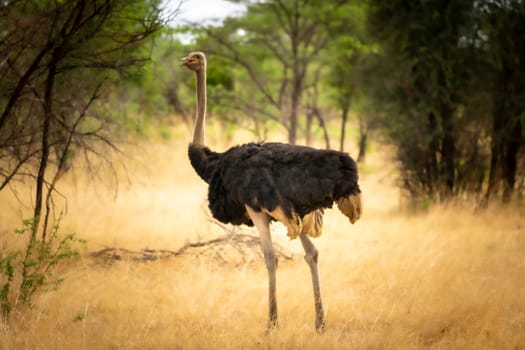 Ostrich in the African savannah during a off-road safari adventure in Namibia