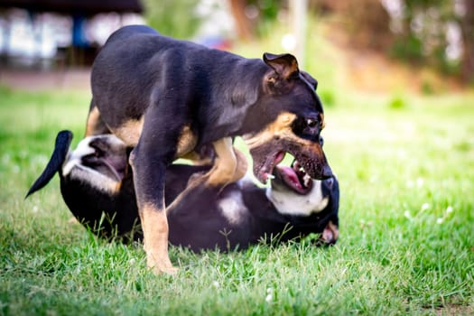 Two playful Beauceron dogs playing in the grass, on on top of the other