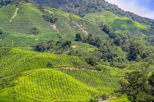 Green tea plantations of Cameron Highlands in Malaysia. Nature, travel and tourism.