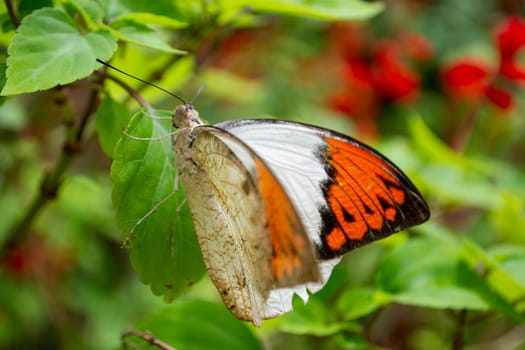 Hebomoia glaucippe butterfly or Great Orange Tip sitting on a leaf in nature