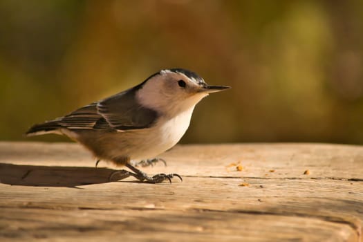 White Breasted Nuthatch sitting on a wooden plank. Birdlife. Sitta carolinensis.