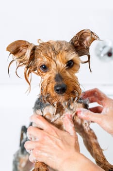 Close up of Female hands washing little yorkshire dog.