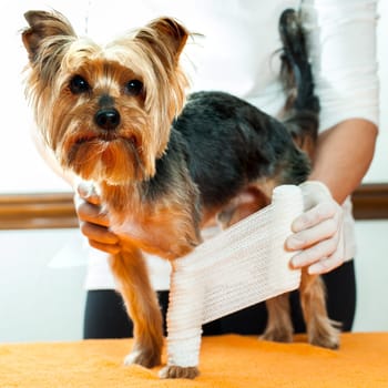 Close up of vet binding up dogs injured leg.