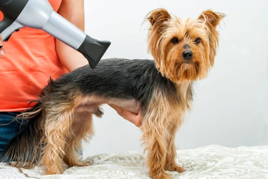 Female hands using hair dryer on yorkshire dog in salon.