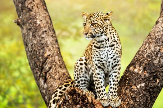 Close up of young male leopard sitting in tree.