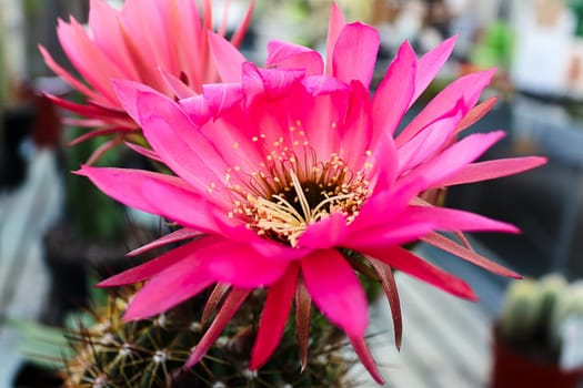 Closeup of a pink torch cactus flower in bloom.