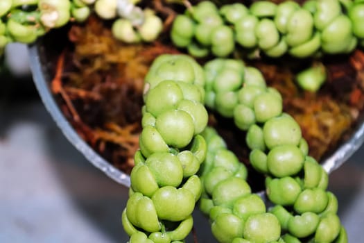 Closeup of rope leaves on a dragon jade hoya.