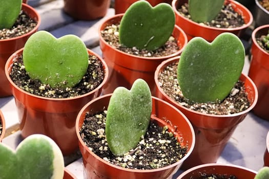 Rows of heart hoya plants in tiny pots.