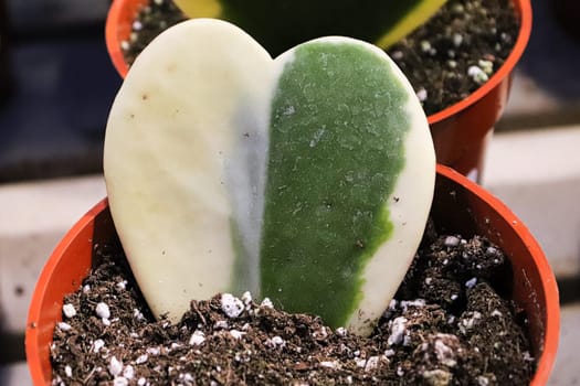 Closeup of a variegated heart hoya plant.