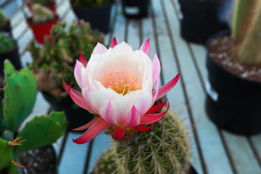 A pink and crean torch cactus blossom.