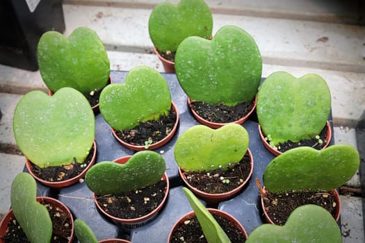 Rows of heart hoya plants in tiny pots.