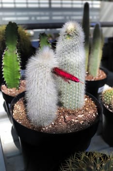 A potted Silver Torch Cactus with a red bloom.
