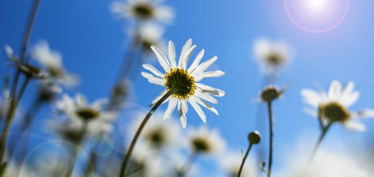 Summer daisy flowers sunny day. Wiled flowers daisy with sunray. Positive view concept