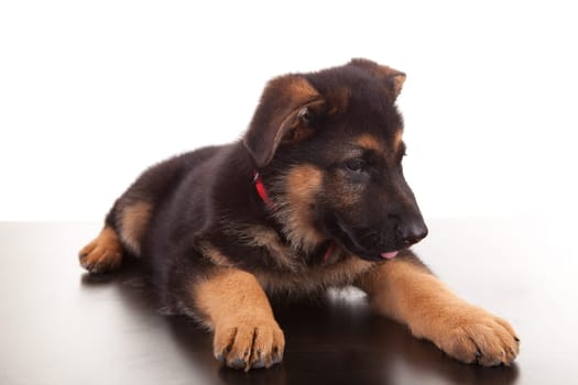 German Shepherd dog, isolated over white