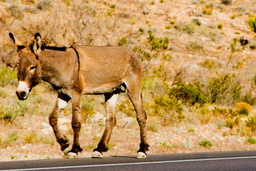 Side profile of a donkey walking on the road, Las Vegas, Nevada, USA