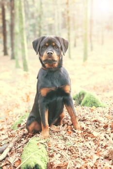 Beautiful rottweiler puppy walking at the park