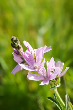 Close_up of a flower