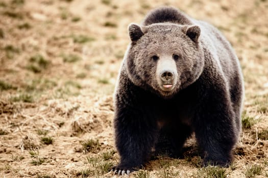Black bear in a field