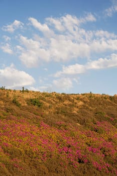 Plants on a landscape, California, USA