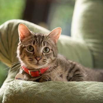 Cat lying on a couch