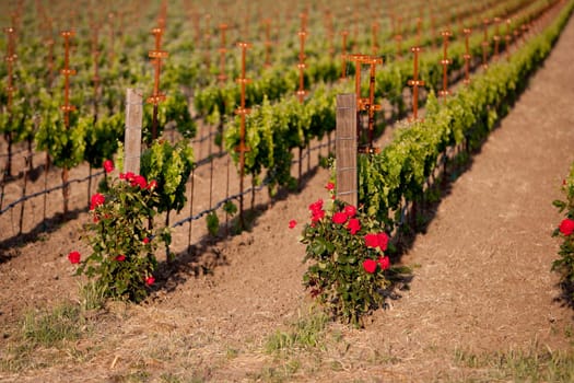 Grape vines in a vineyard, Napa Valley, California, USA
