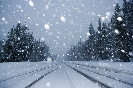 Snow fall in a forest, Yellowstone National Park, Wyoming, USA