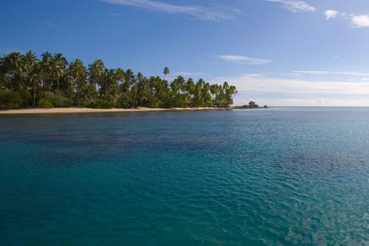 Palm trees at the coast