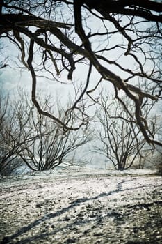 Trees on a mountain