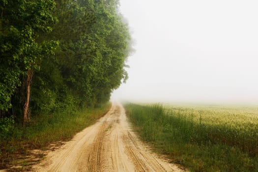 Trees along a dirt road