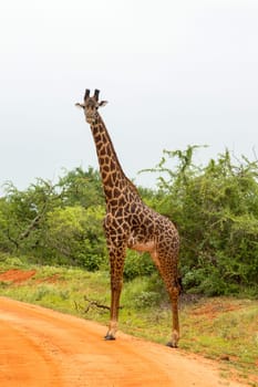 Solitary giraffe crossing the track in the savannah of Tsavo West park in Kenya in Africa