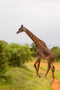 Giraffe isolated in Tsavo West Park Kenya