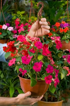 Man holding a hanging basket in a greenhouse