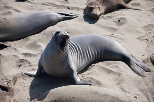 Sea lions on the beach, California, USA